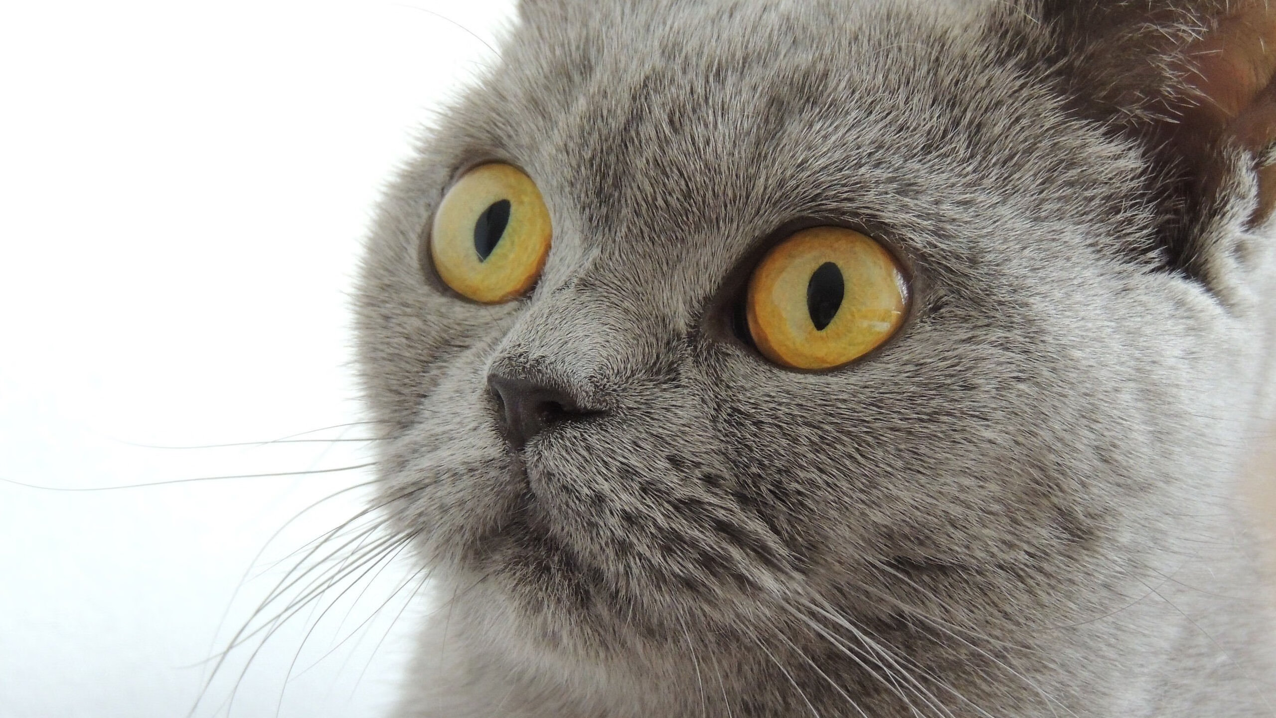 开云体育APP下载-赛道与球场的双重奏，当F1争冠焦点战遇上老鹰强压湖人